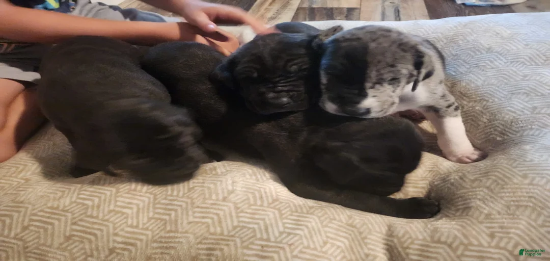 Gallery Image {{count}}