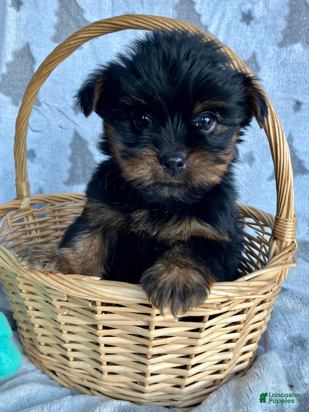 Yorkshire Terrier dogs for sale: Scout - Ad 7