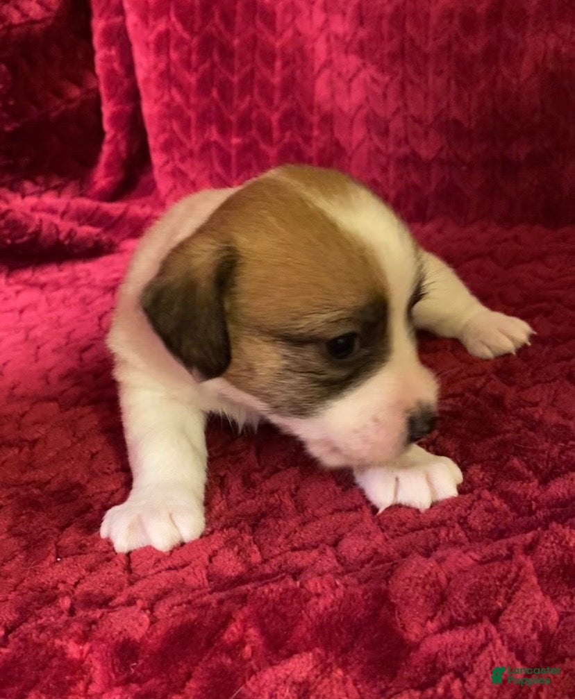 Jack Russell Terrier dogs Jack Russell Terrier Puppy 2 - Ad 2