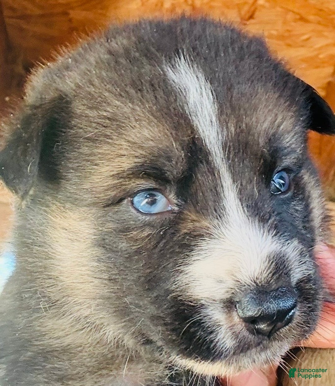 Gerberian Shepsky dogs for sale: Gerberian Shepsky Puppy 1 - Ad 30