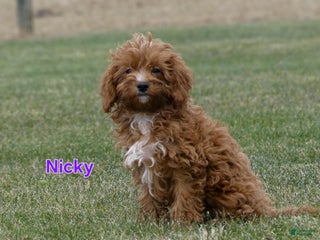 Cavapoo dogs Nicky - Ad 26