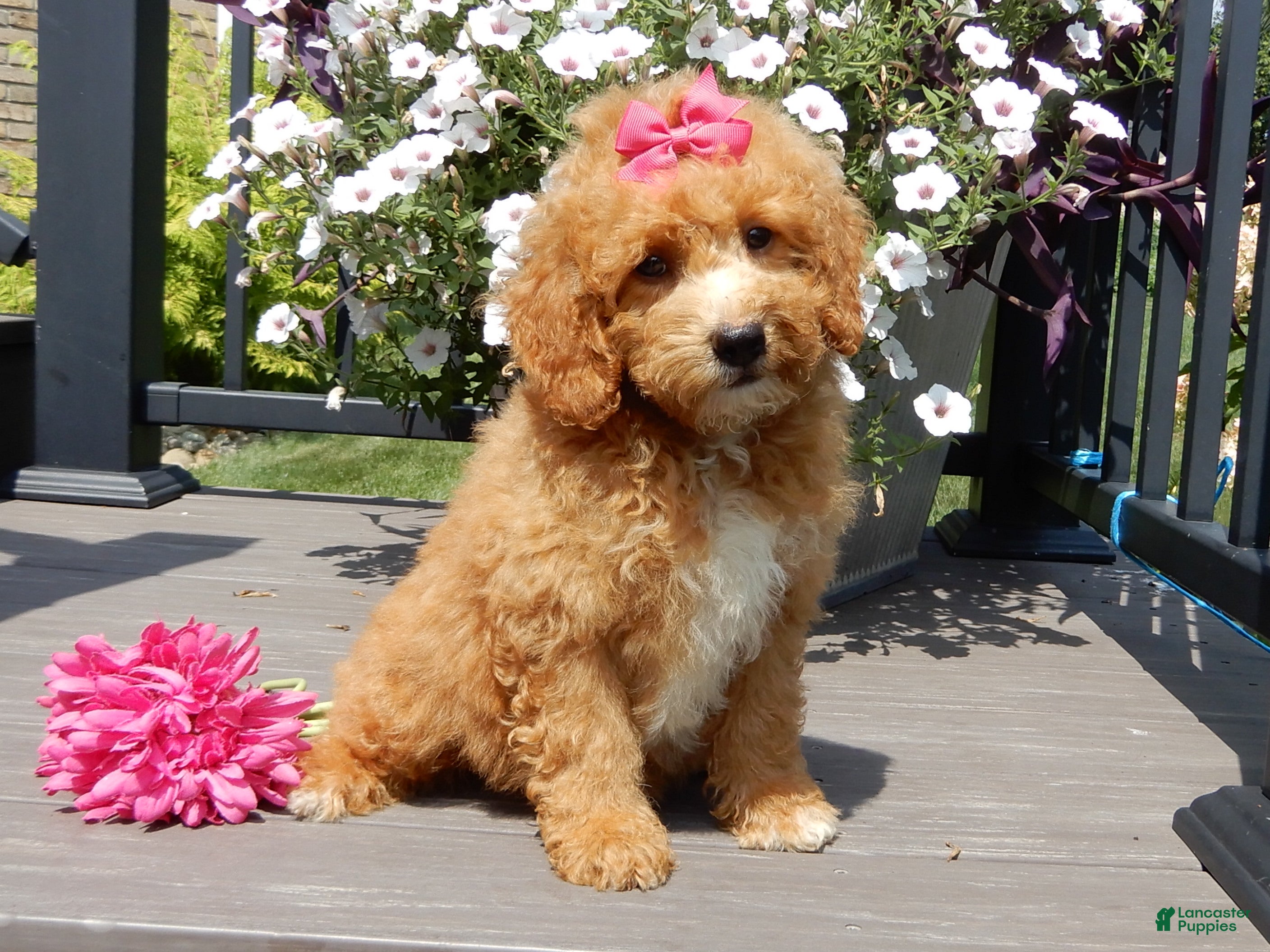 Mini Goldendoodle dogs Sasha - Ad 1