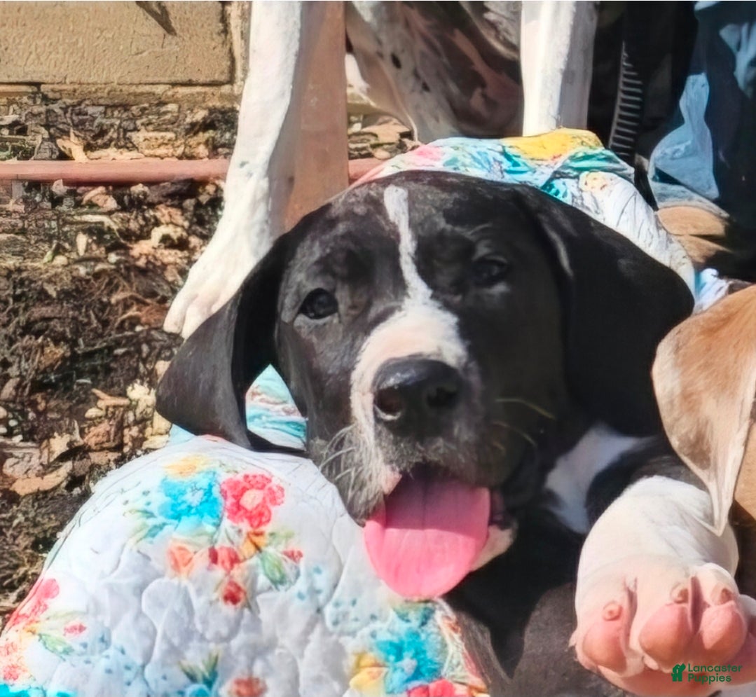 Great Dane dogs Mantle Female  - Ad 1