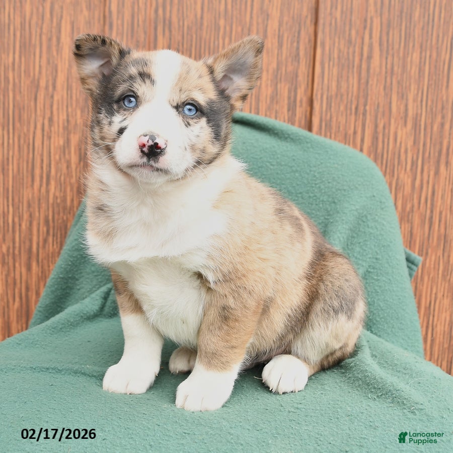 Mixed Breed dogs Able - Ad 2