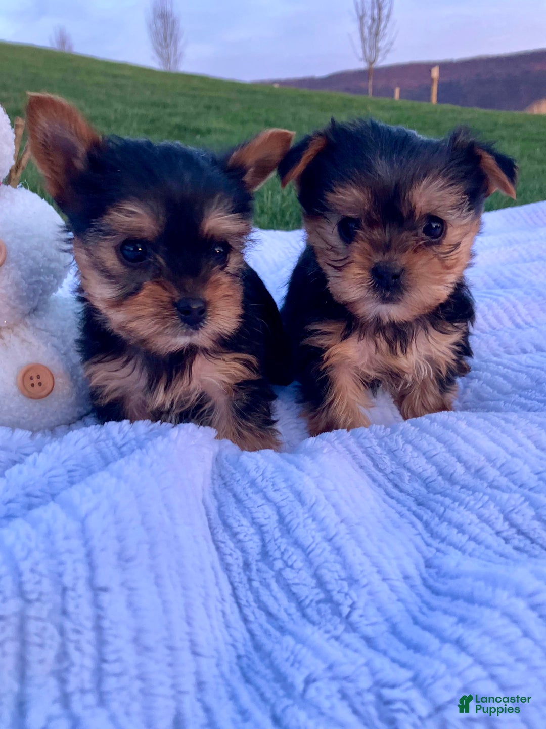 Yorkshire Terrier dogs for sale: Jingle - Ad 12