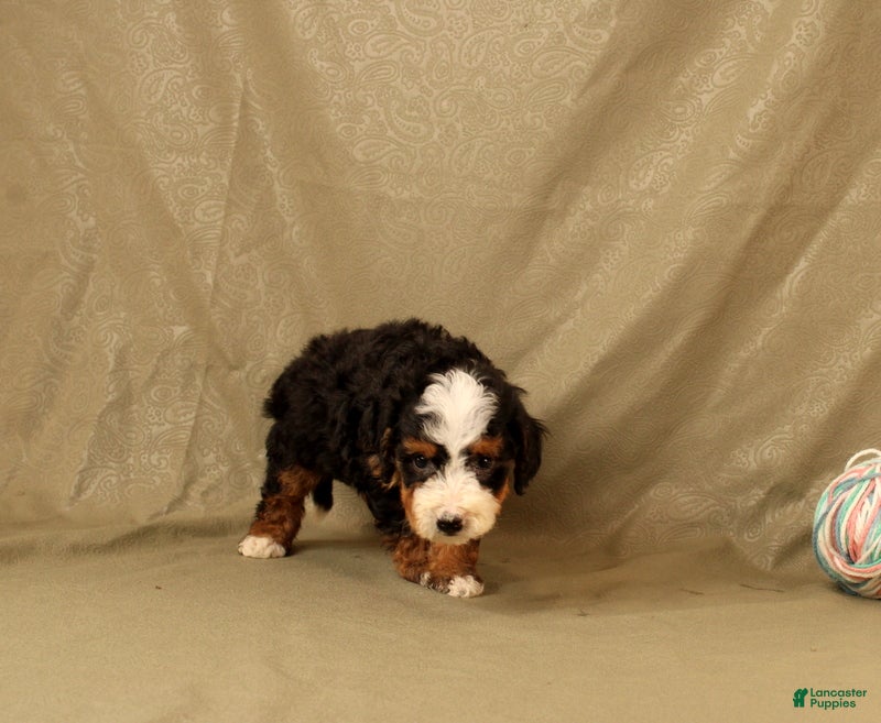 Mini Bernedoodle dogs for sale: Billy - Ad 3