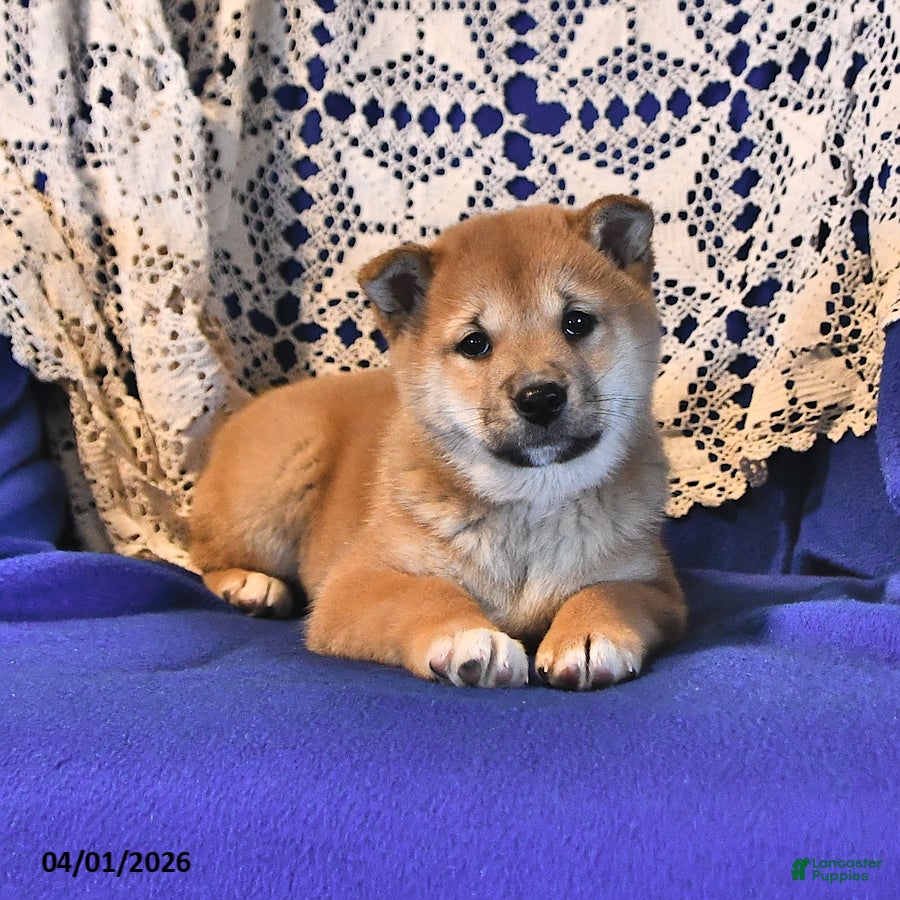 Shiba Inu dogs Rosie June - Ad 2