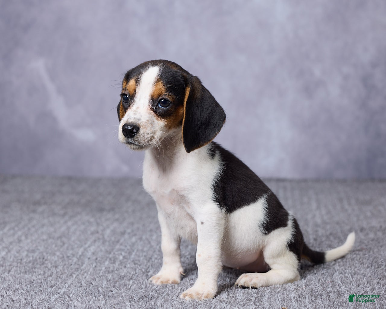 Beagle dogs Sasha - Ad 2