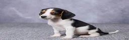 Beagle dogs for sale: Sasha - Ad 2