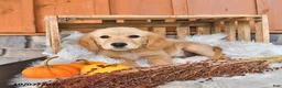 Golden Retriever dogs for sale: Sadie - Ad 4