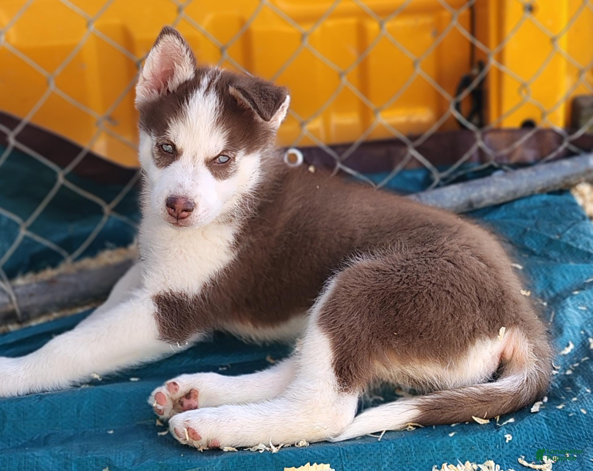 Siberian Husky dogs Sean (Blue eyes) - Ad 1