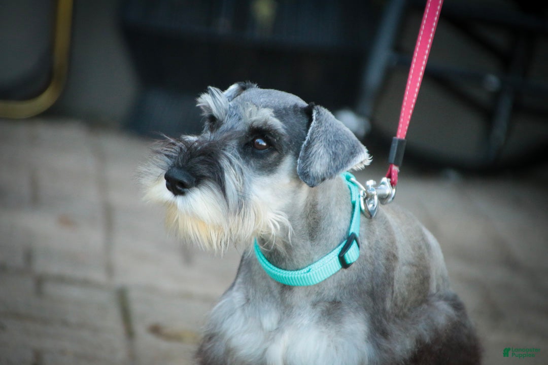 Miniature Schnauzer dogs for sale: Qeleigh Miniature Schnauzer (crate and leash Trained) - Ad 2