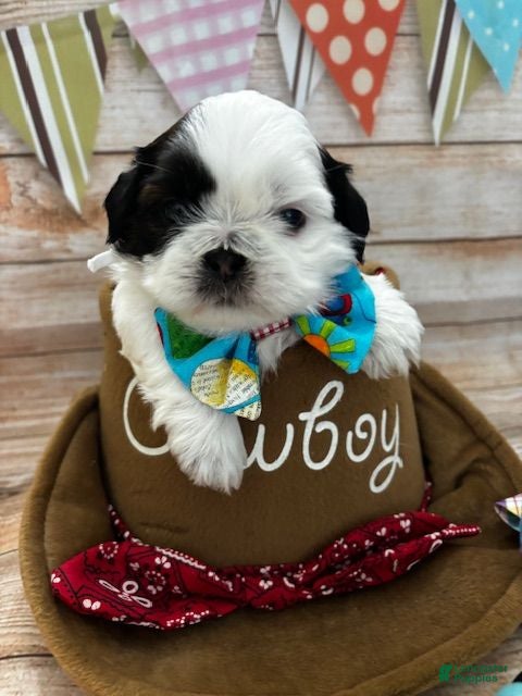 Shih Tzu dogs Oreo  - Ad 1