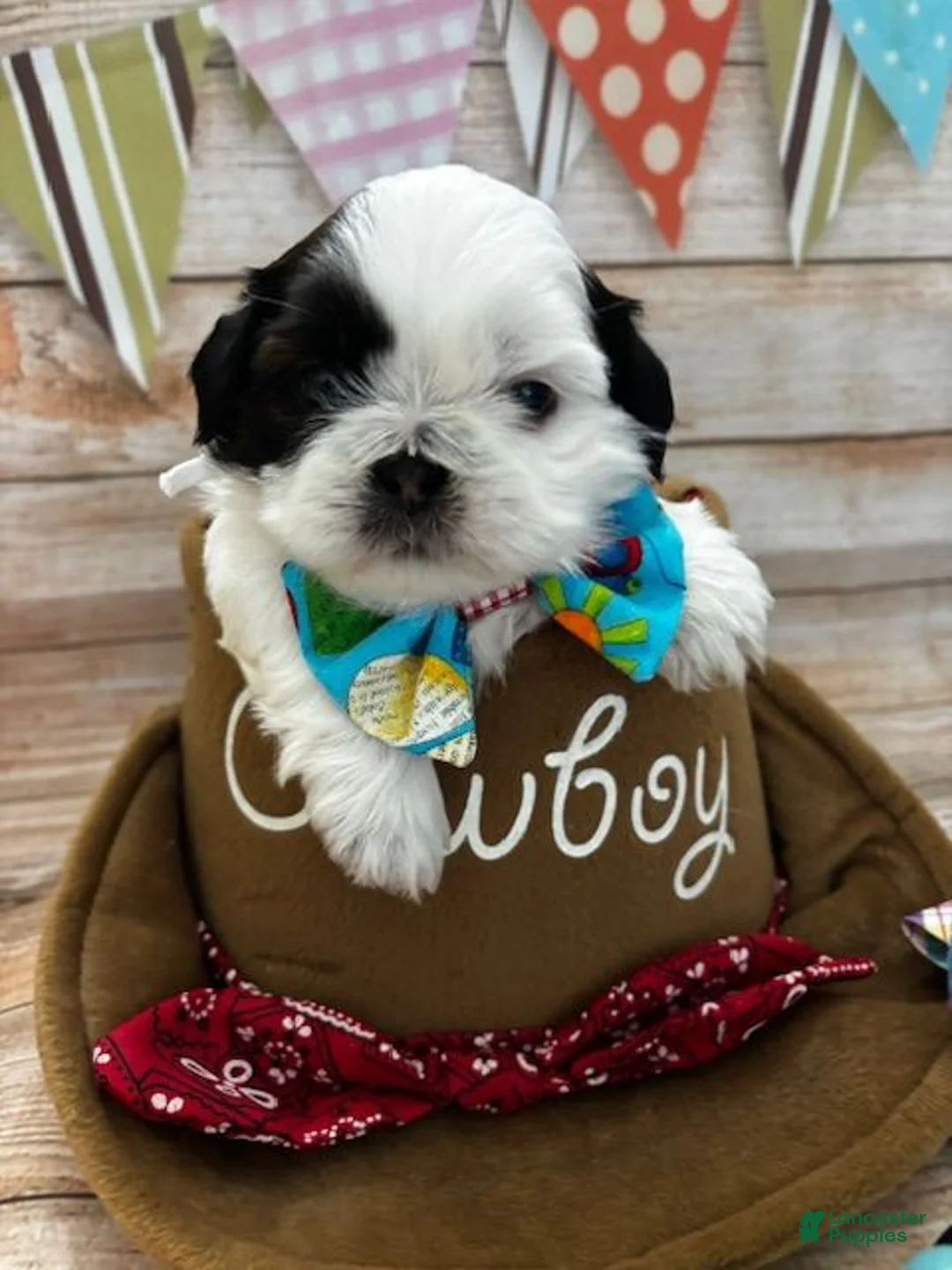 Shih Tzu dogs for sale: Oreo  - Ad 1