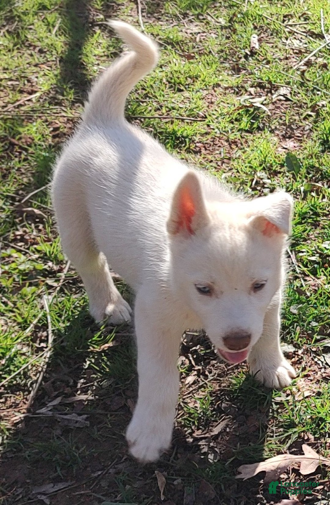 Siberian Husky dogs for sale: Siberian Husky Puppy 2 - Ad 5