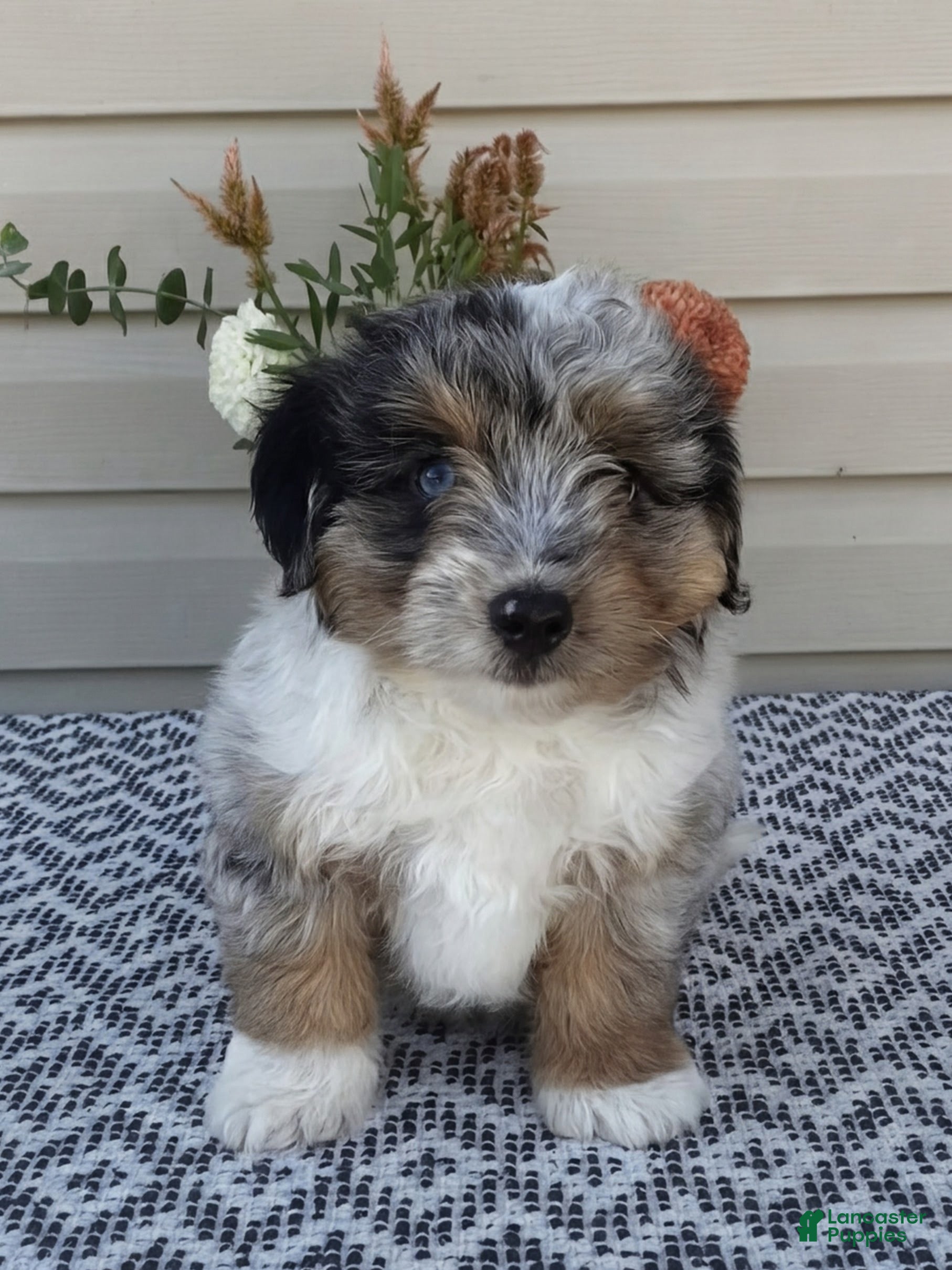Mini Aussiedoodle dogs Dexter - Ad 1