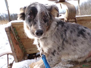 Mixed Breed dogs Mixed Breed Puppy 3 Gifford - Ad 26