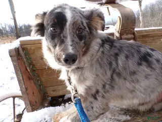 Mixed Breed dogs Mixed Breed Puppy 3 Gifford - Ad 14