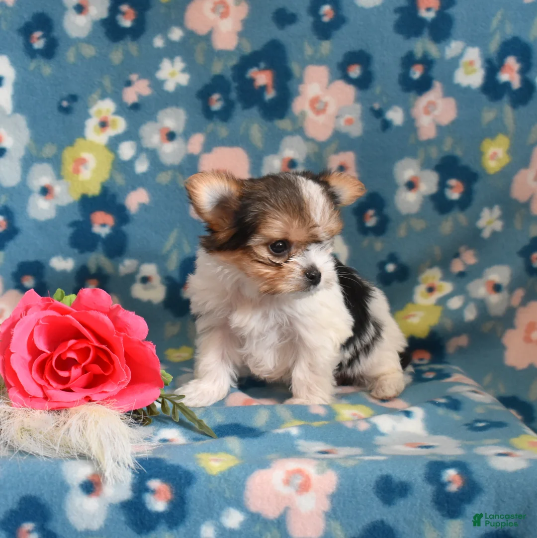 Yorkshire Terrier dogs for sale: Gemma  - Ad 5