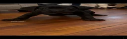 Cane Corso dogs for sale: Panther - Ad 8