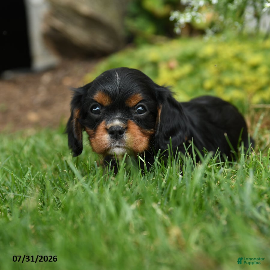 Cavalier King Charles Spaniel dogs Malibu - Ad 2