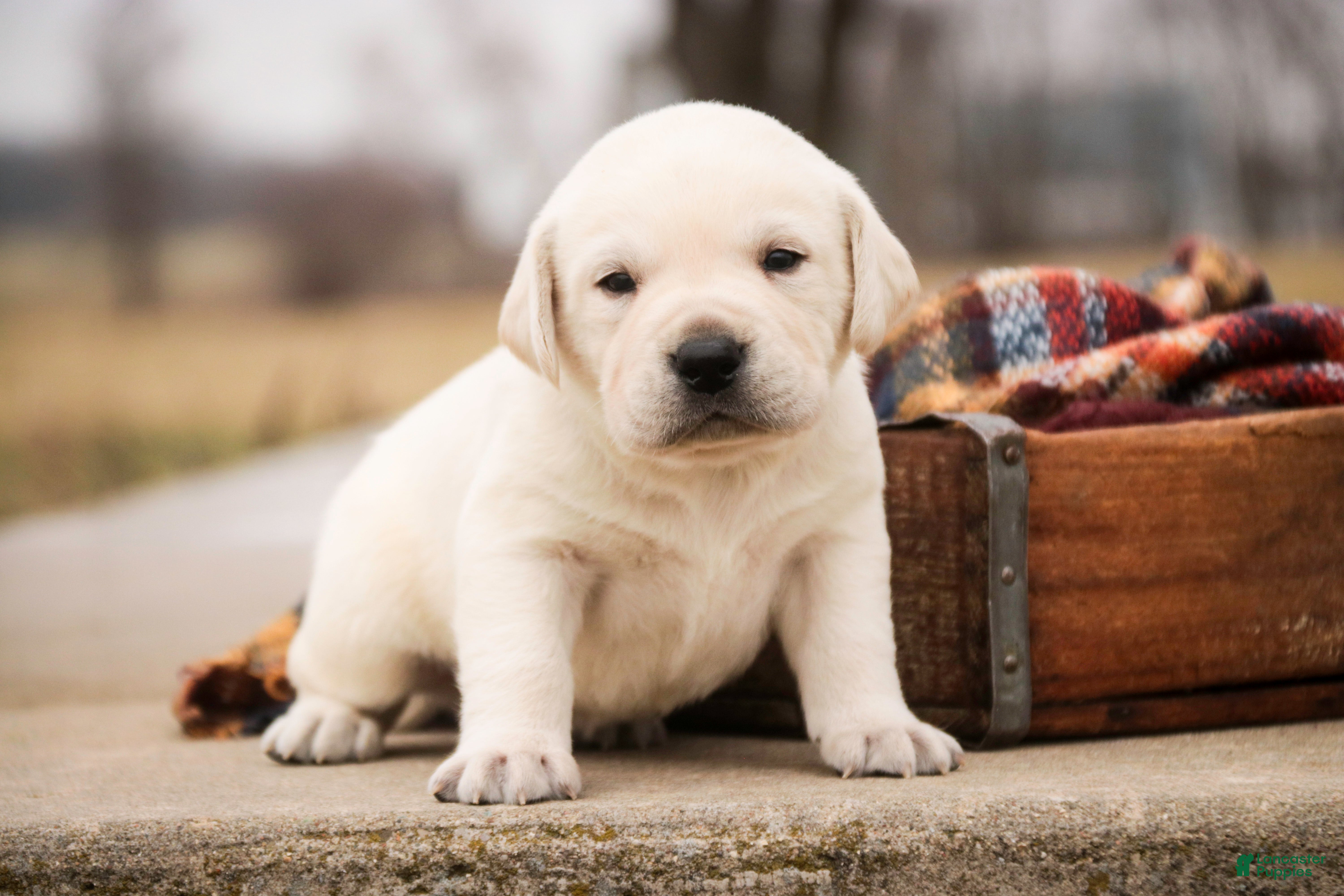 Labrador Retriever dogs Sheldon - Ad 1