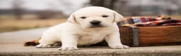 Labrador Retriever dogs for sale: Sheldon - Ad 1