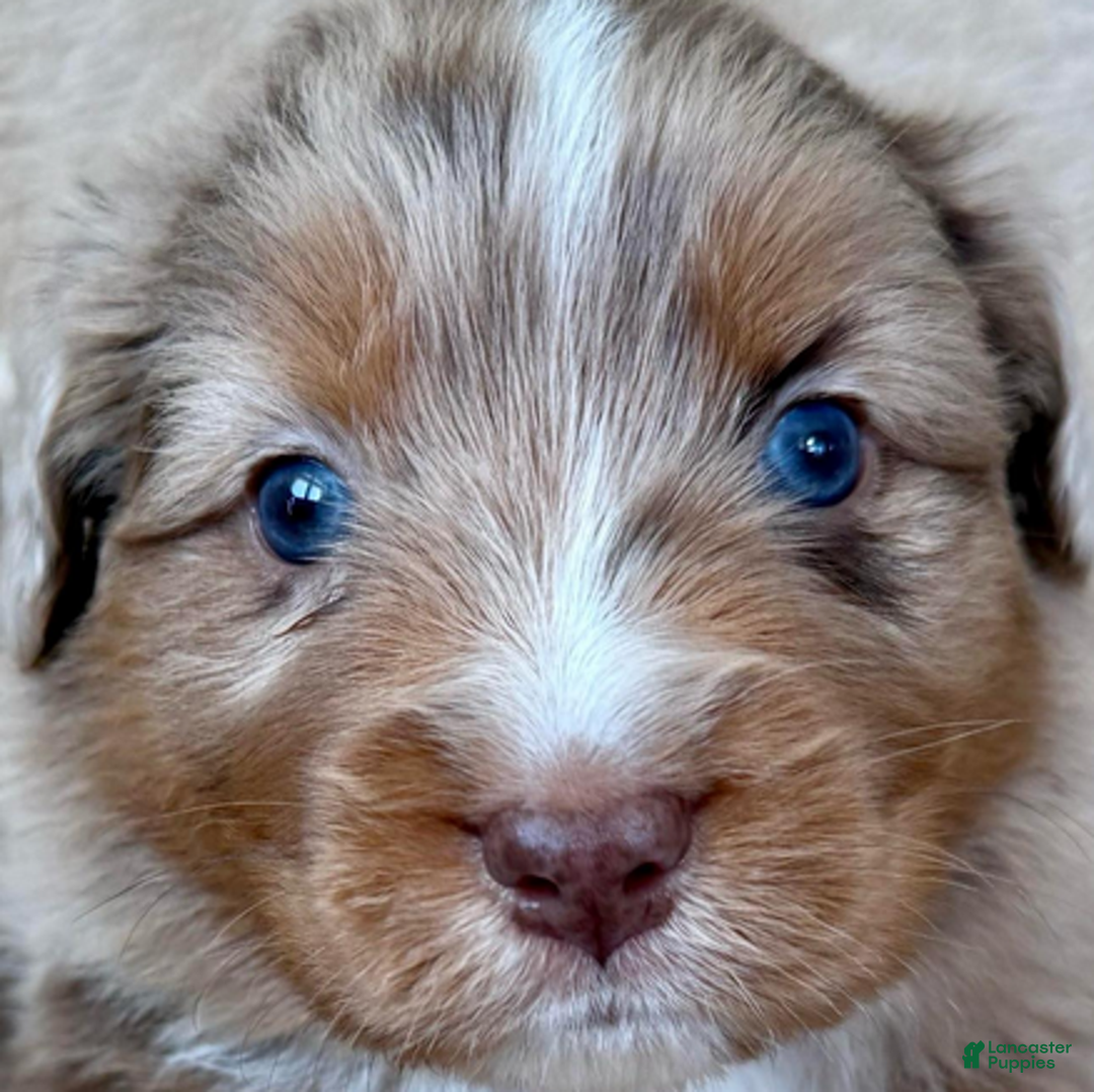 Miniature Australian Shepherd dogs for sale: Uncle Beau - Ad 3