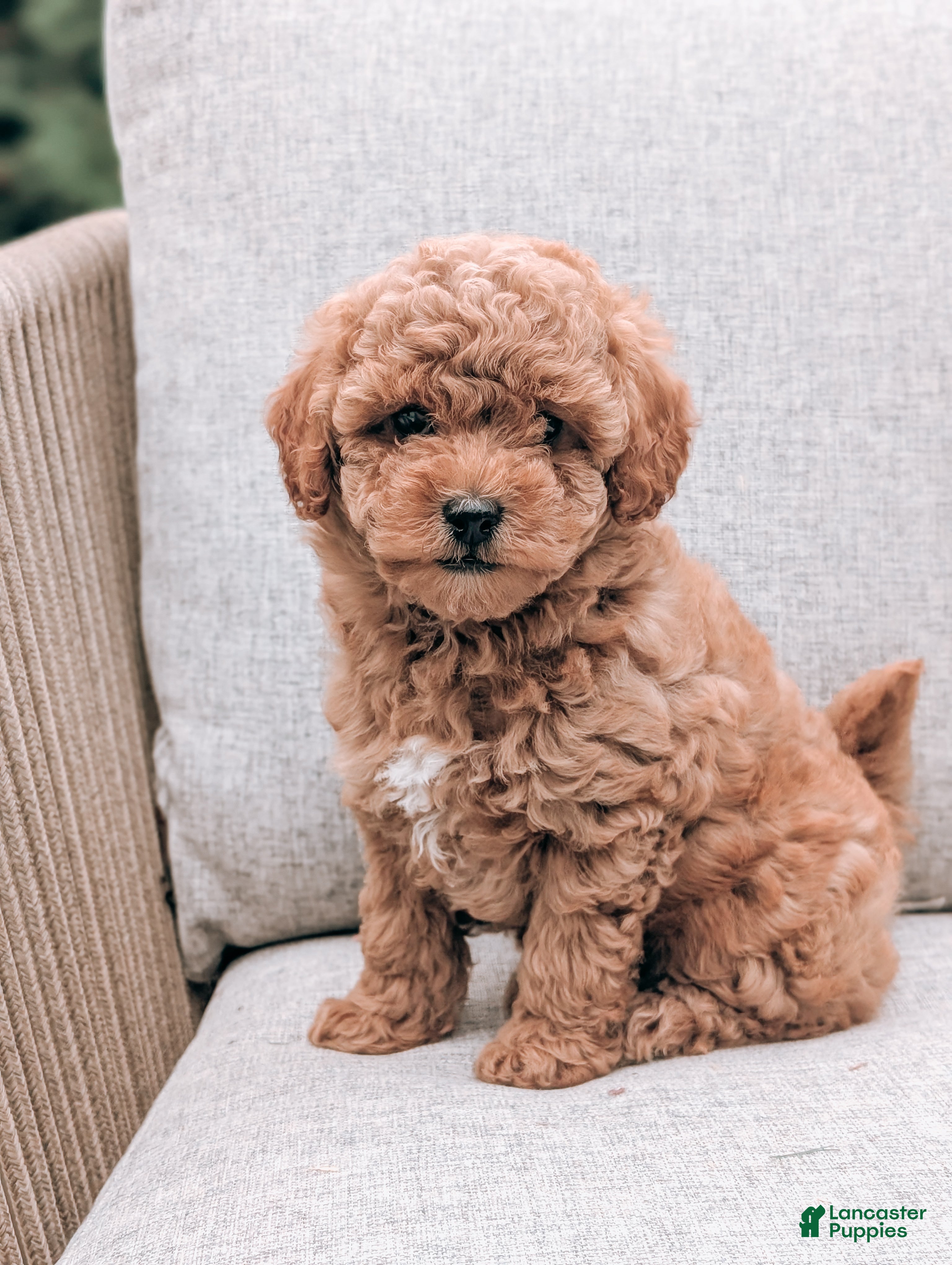 Bichpoo dogs Tammy - Ad 1
