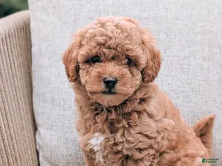 Bichpoo dogs for sale: Tammy - Ad 1