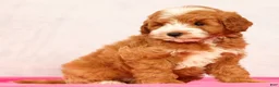 Mini Goldendoodle dogs for sale: Quenton - Ad 8