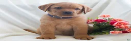 Labrador Retriever dogs for sale: Jaren - Ad 3