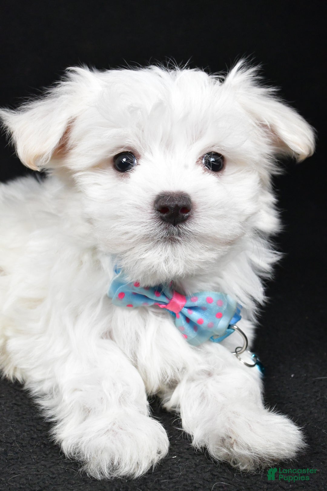 Maltese dogs for sale: Rex - Ad 3