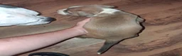 American Pit Bull Terrier dogs for sale: American Pit Bull Terrier 9 - Ad 2