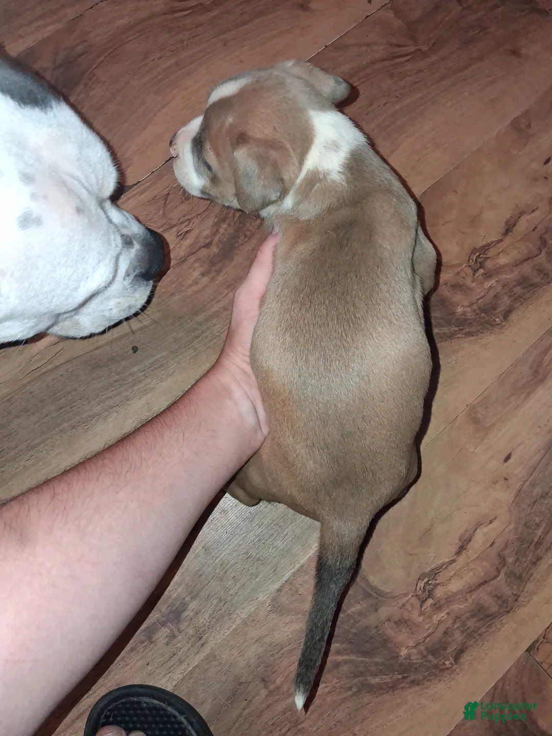 American Pit Bull Terrier dogs for sale: American Pit Bull Terrier 9 - Ad 2