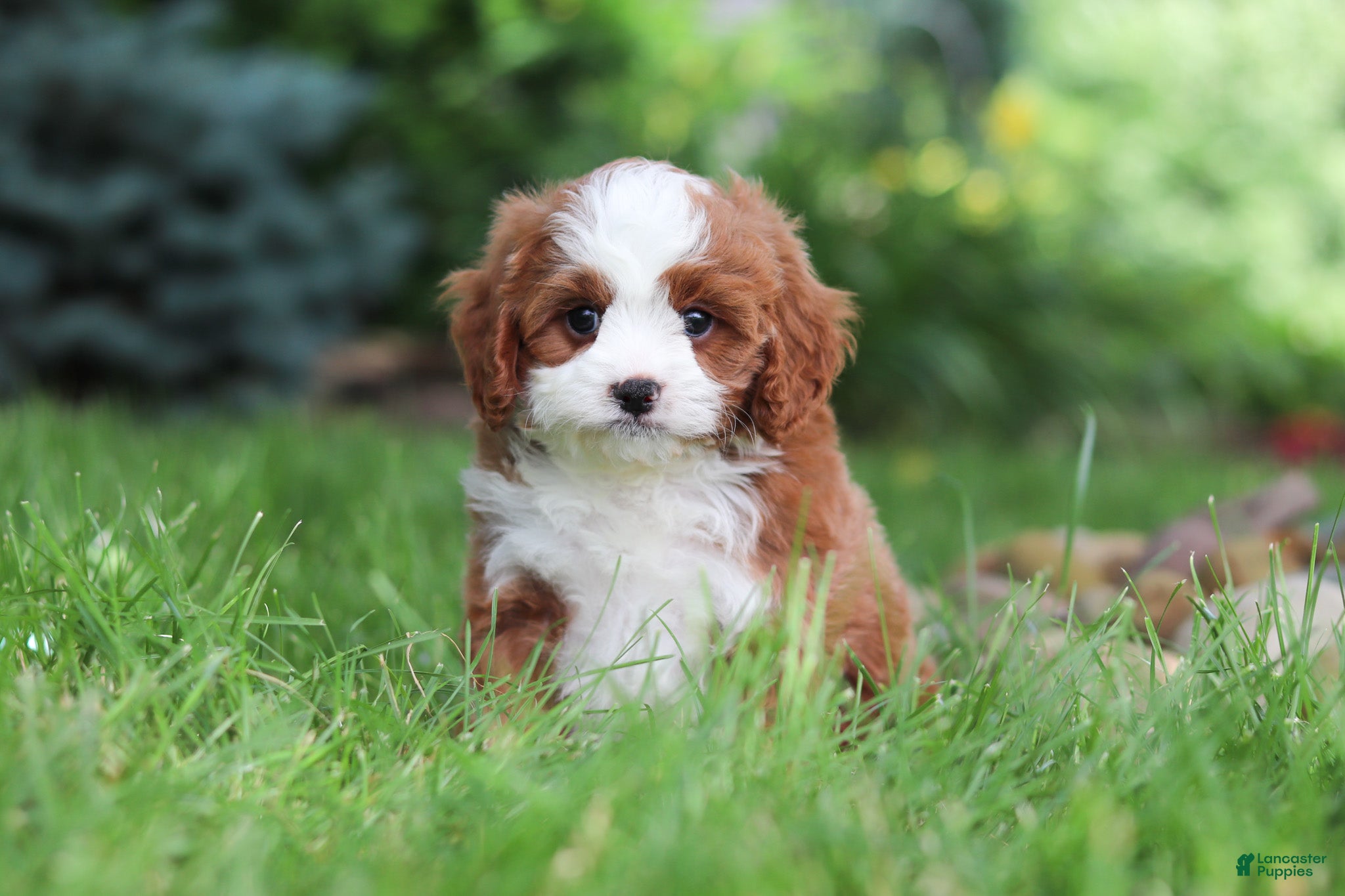 Cavapoo dogs Maverick - Ad 2