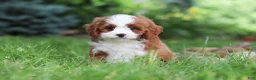 Cavapoo dogs for sale: Maverick - Ad 2