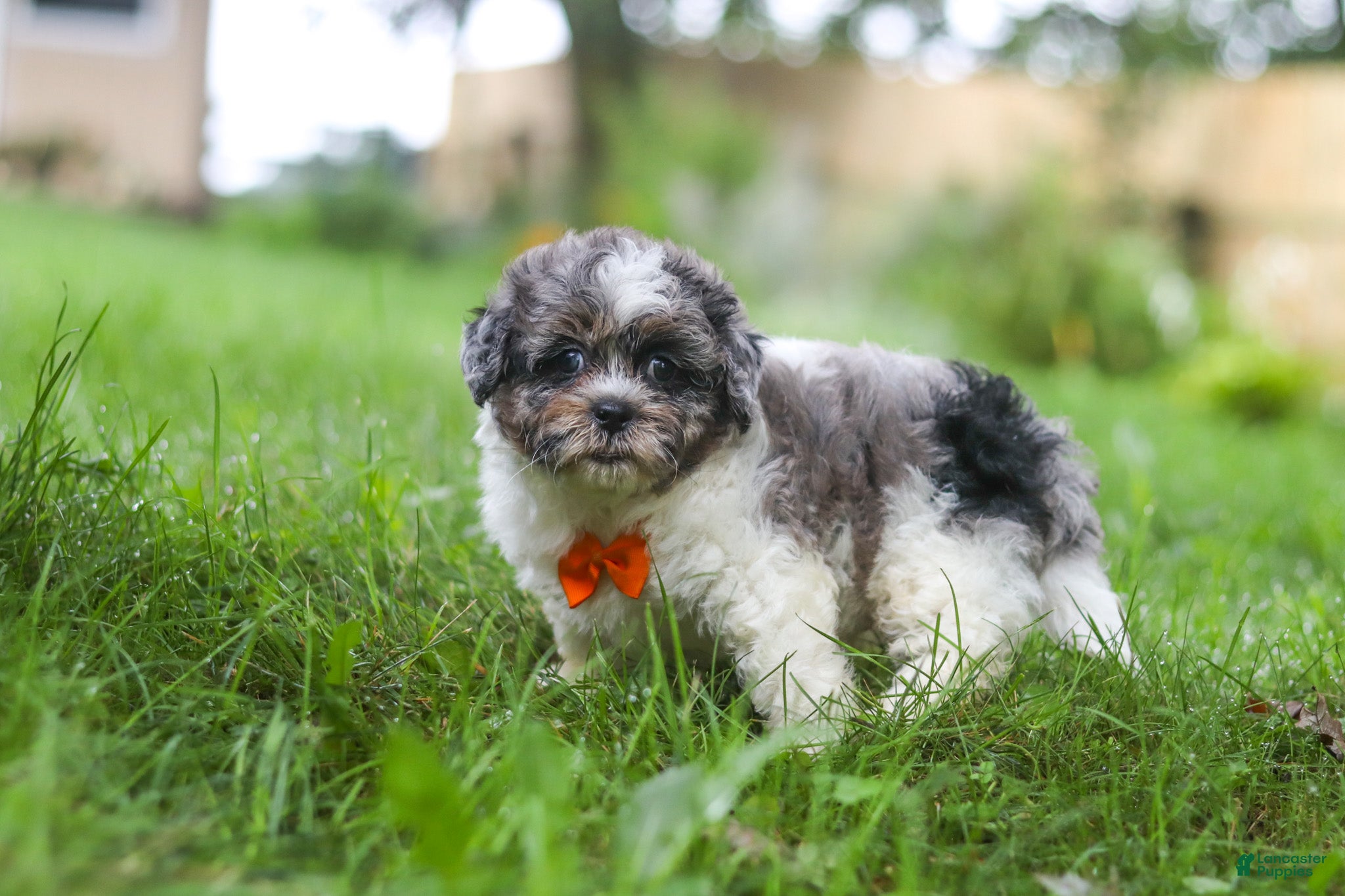 Shihpoo dogs Biscuit - Ad 2