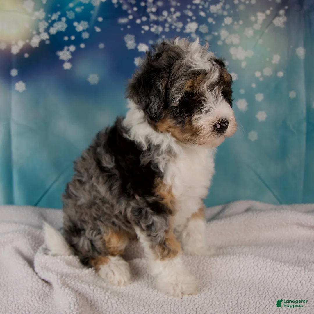Mini Bernedoodle dogs for sale: Crew - Ad 4