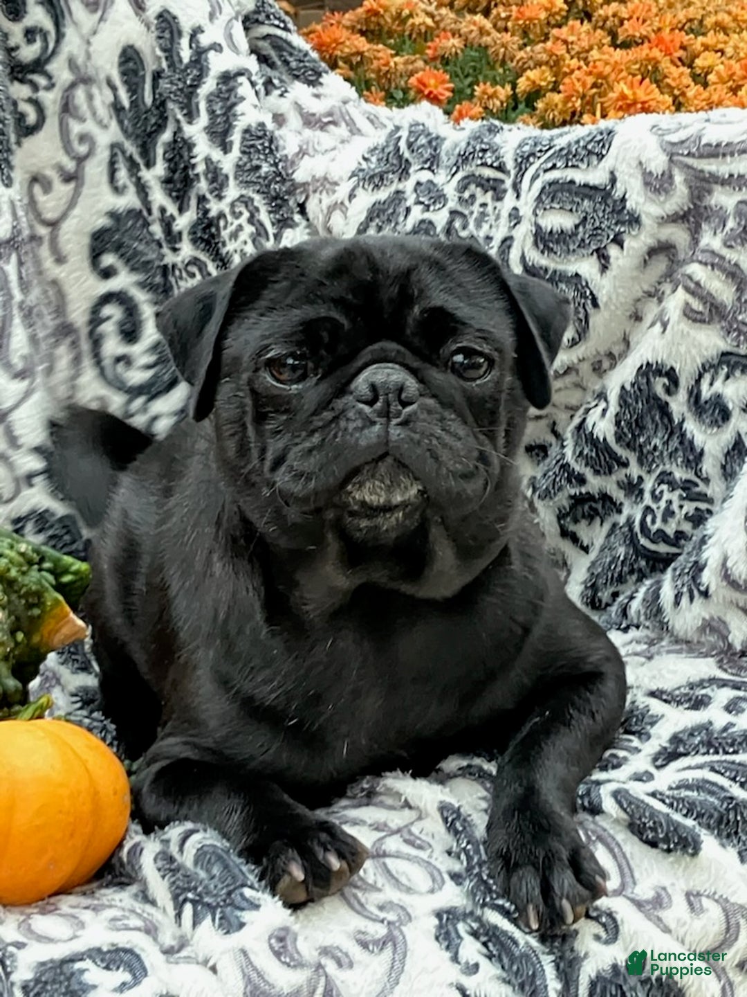 Jug dogs for sale: Leaf - Ad 11