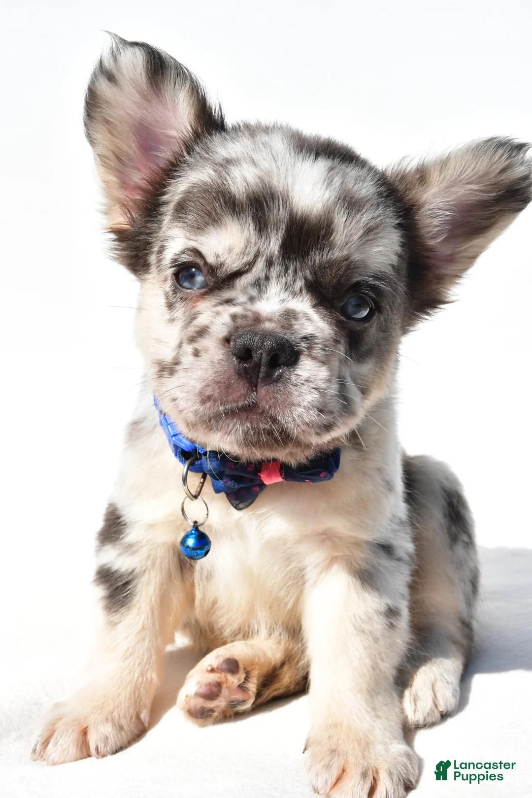French Bulldog dogs for sale: Neon - Ad 1