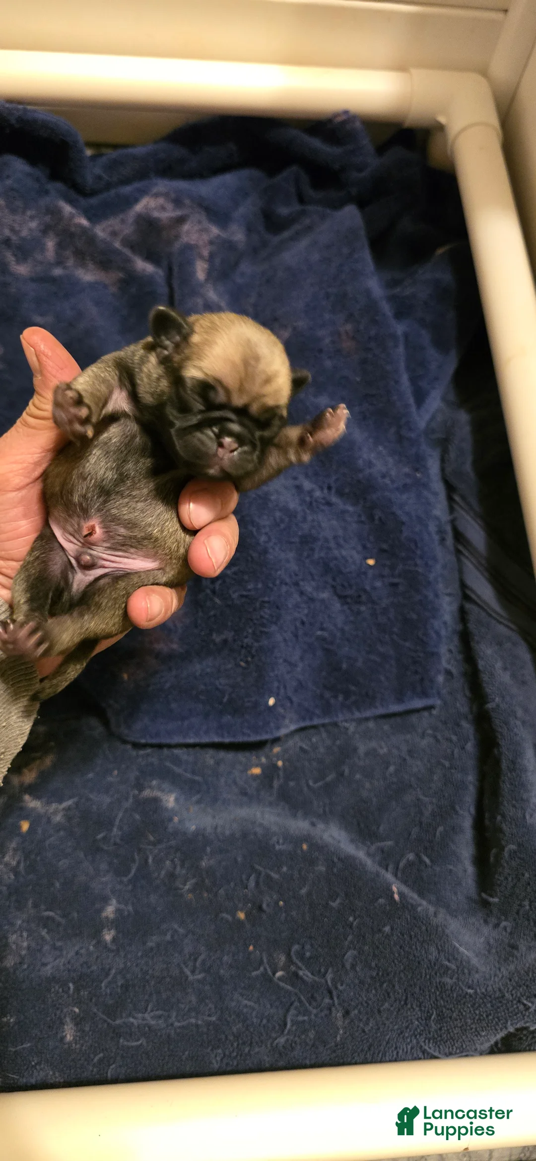 Pug dogs for sale: Chad - Ad 2