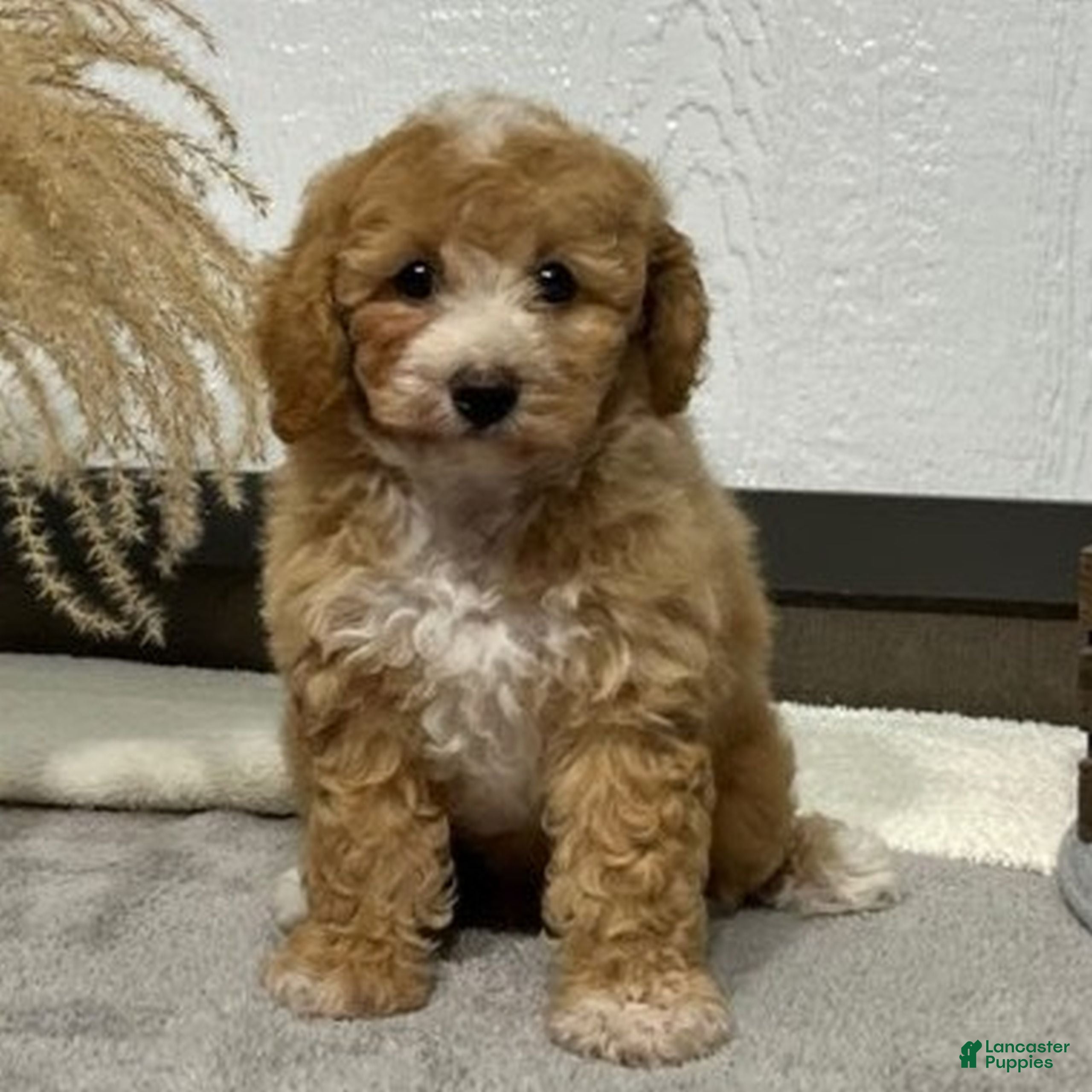 Bichpoo dogs Linsey  - Ad 1