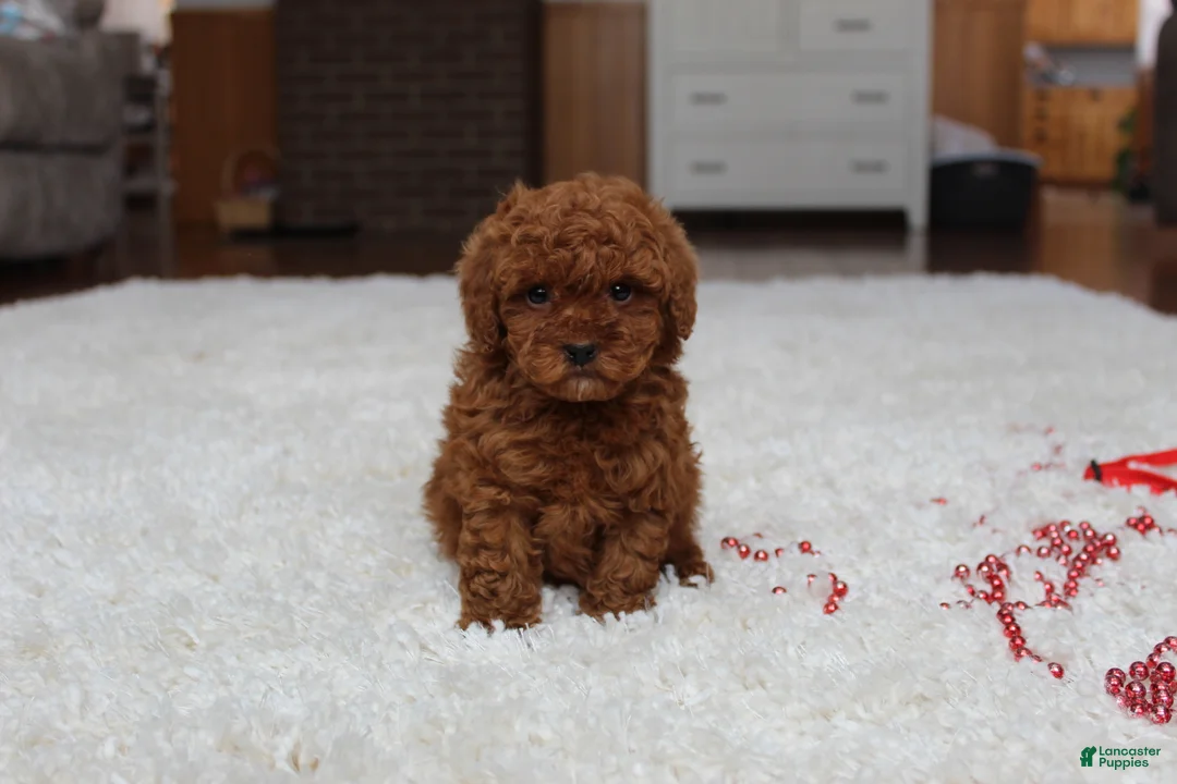 Toy Poodle dogs for sale: Tiny Asher - Ad 7