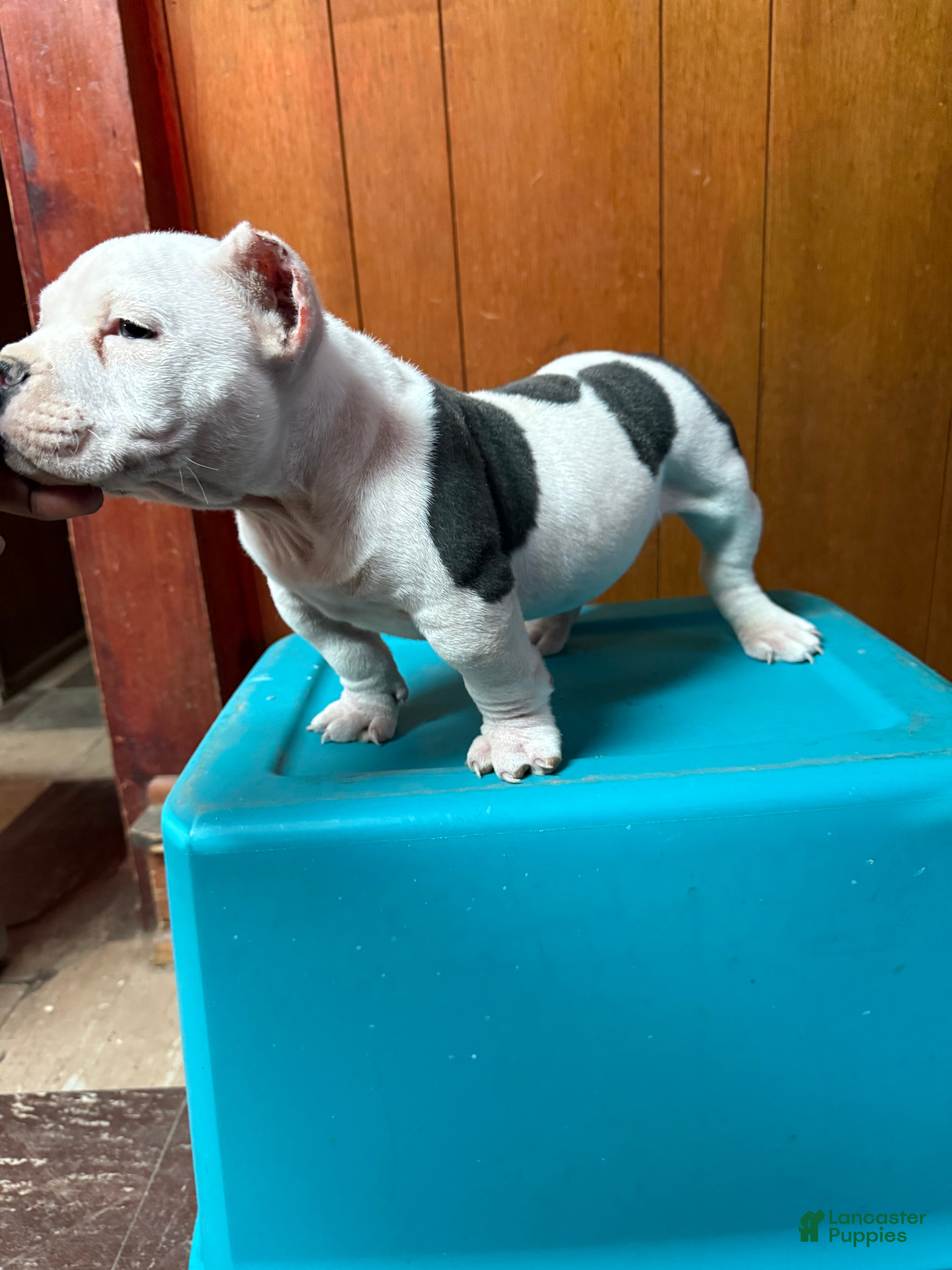 American Bully dogs COW PATCH BULLY  - Ad 2