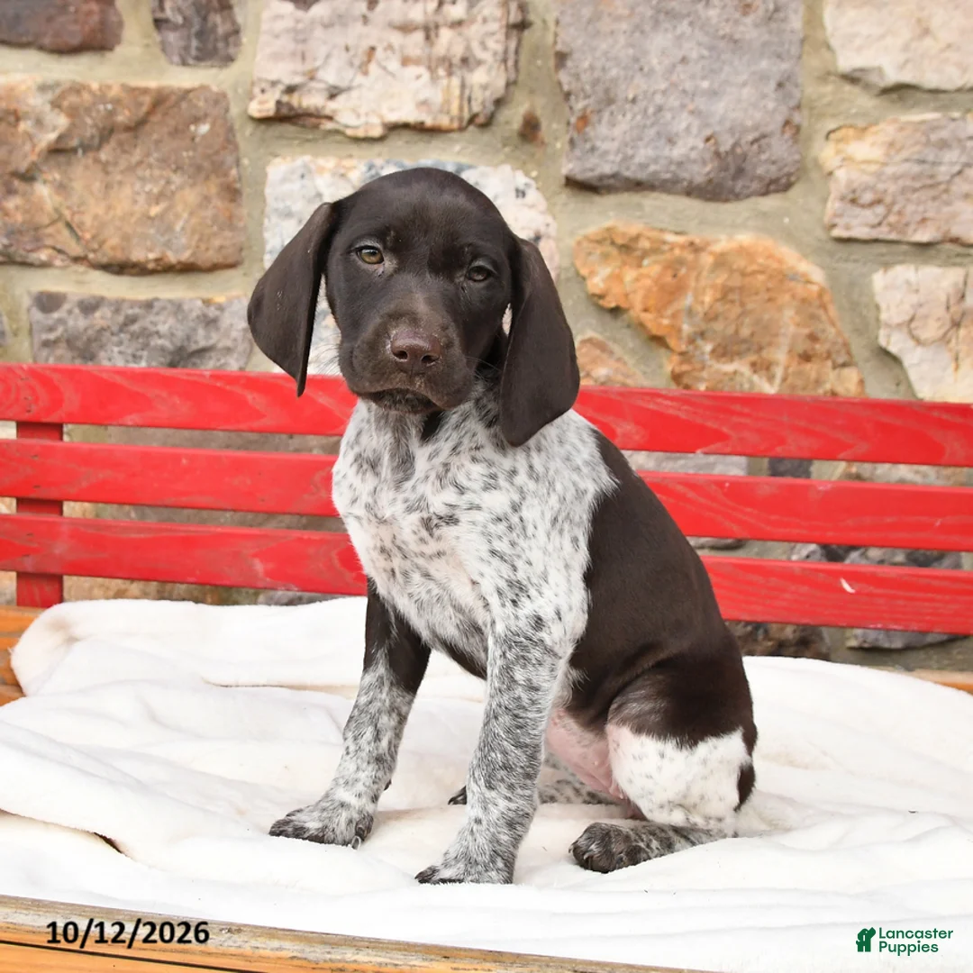 German Shorthaired Pointer dogs for sale: Maple   - Ad 3