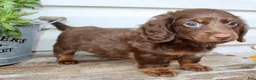 Miniature Dachshund dogs for sale: Carter Male AKC Mini Dachshund - Ad 8