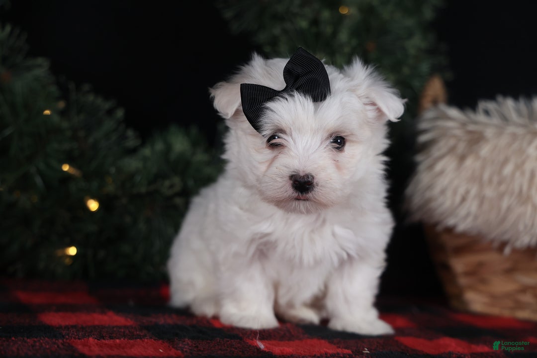 Maltese dogs for sale: ARCHIE - Ad 2