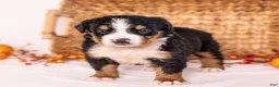 Bernese Mountain Dog dogs for sale: Robin - Ad 1