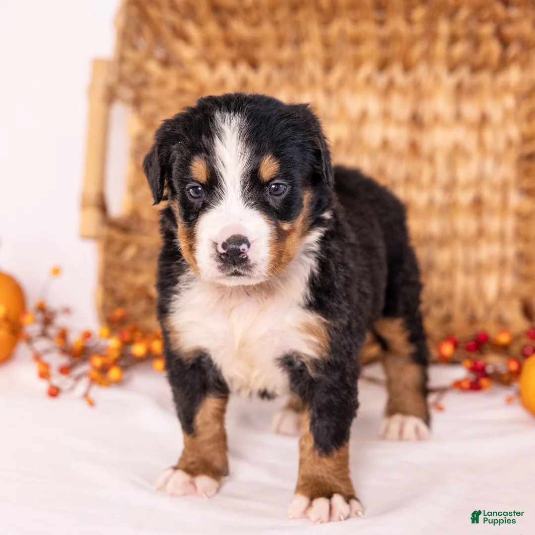 Bernese Mountain Dog dogs for sale: Robin - Ad 1